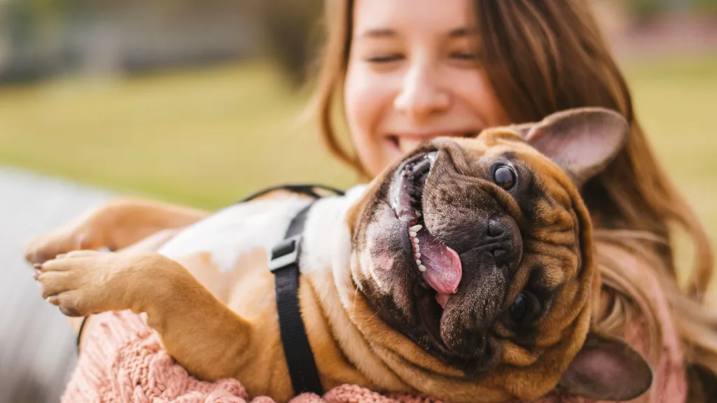 Woman smiling holding her French bulldog who's looking at the camera with his tongue hanging out of his mouth grinning. New pet-friendly apartment homes for rent with private fenced backyards in Arizona, Texas, Florida, and North Carolina with pool, pickleball, dog park, gym, clubhouse and gated community. *No breed or weight restrictions. Yardly